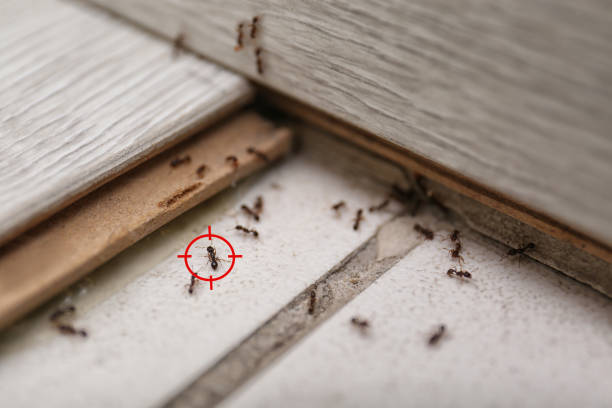 Pest Control Cost in Helena Valley Northeast, MT