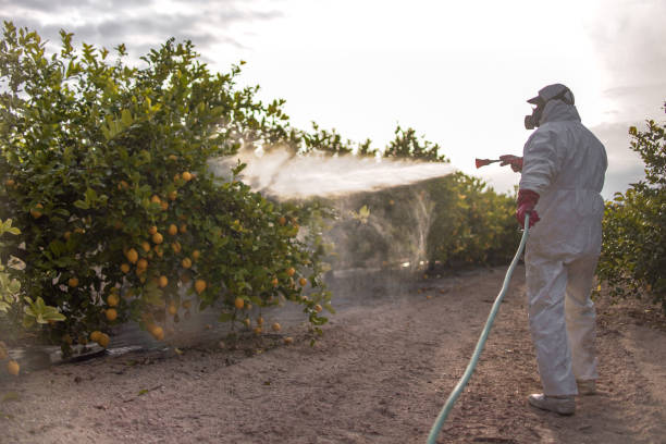 Best Termite Control Services  in Helena Valley Northeast, MT